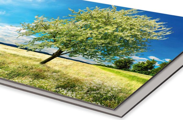 DIMEX | Dibond doska za kuchynskú linku | DBW-10060-085 Strom na lúke | 100 x 60 cm