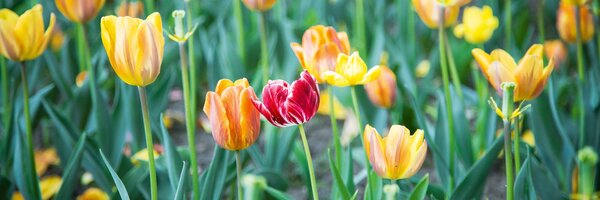 DIMEX | Fototapeta do kuchyne Tulipány KI-180-122 | 180 x 60 cm | zelená, červená, žltá