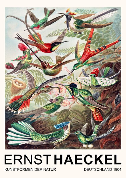Umelecká tlač Trochilidae–Kolibris / Birds (Vintage Academia) - Ernst Haeckel, (30 x 40 cm)