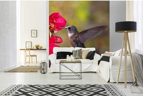 DIMEX | Vliesová fototapeta na stenu Kolibrík MS-3-0230 | 225 x 250 cm | červená, zelená, hnedá