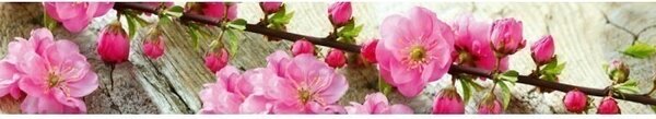 DIMEX | Fototapeta do kuchyne Sakura KI-350-053 | 350 x 60 cm | zelená, ružová