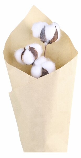 Dekoratívne sušené kvety Cotton Flowers