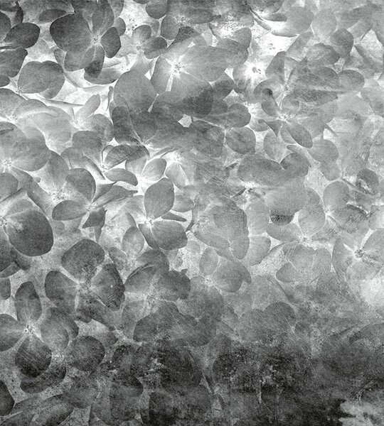 DIMEX | Vliesová fototapeta na stenu Abstrakt kvety jablone II. MS-3-0355 | 225 x 250 cm | čierna, biela