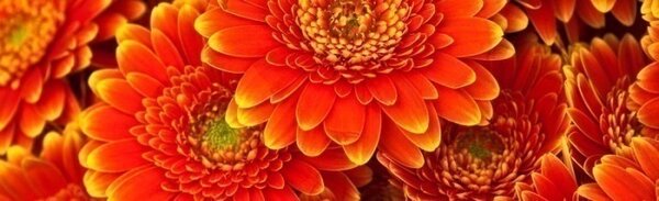 DIMEX | Behúň na stôl Gerbera TS 004 | červená, žltá | 40 x 140 cm