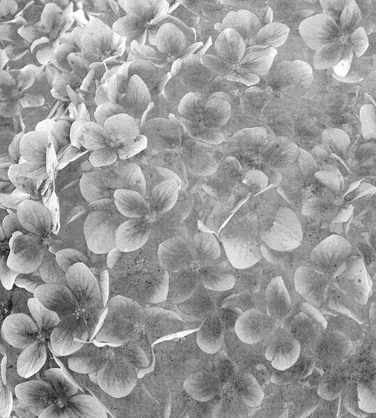 DIMEX | Vliesová fototapeta na stenu Abstrakt kvety jablone III. MS-3-0356 | 225 x 250 cm | šedá