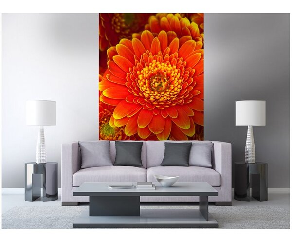 DIMEX | Vliesové fototapety na stenu Gerbera MS-2-0131 | 150 x 250 cm | červená, žltá