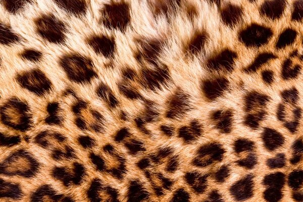 DIMEX | Dibond doska za kuchynskú linku | DBW-06040-069 Leopardia koža | 60 x 40 cm