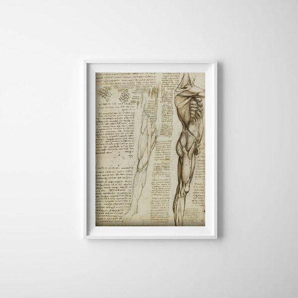 Plagát na stenu Plagát na stenu Da Vinciho svaly nôh