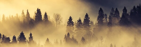 DIMEX | Fototapeta do kuchyne Lesná krajina KI-180-142 | 180 x 60 cm | čierna, žltá