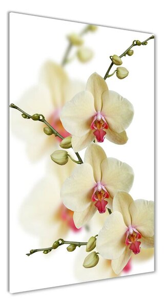 Vertikálny foto obraz sklenený Orchidea osv-102443917
