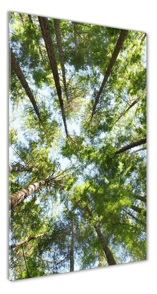 Vertikálny foto obraz sklenený Koruna stromov