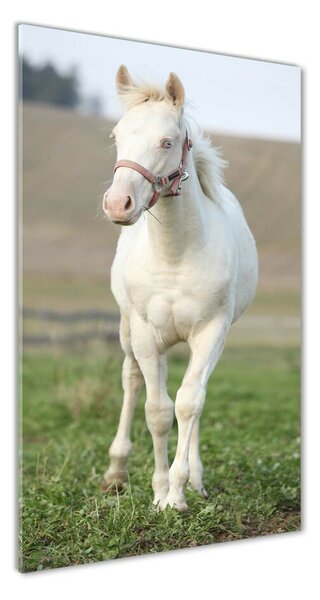 Vertikálny fotoobraz na skle Kôň albín osv-51207060