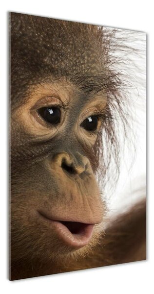 Vertikálny foto obraz fotografie na skle Mladý orangutan
