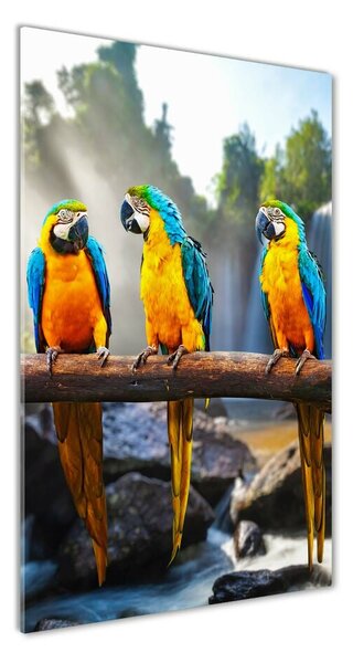 Vertikálny foto obraz sklo tvrdené Papagáje Ara