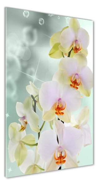 Vertikálny foto obraz sklenený Orchidea osv-91133337