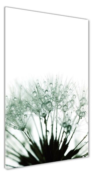 Vertikálny foto obraz sklo tvrdené Semená púpavy