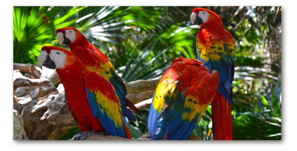 Foto obraz sklo tvrzené papagáje Ara osh-101702658