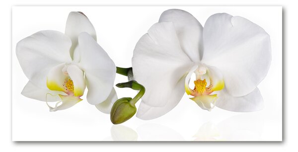 Foto obraz sklenený horizontálny orchidea osh-103920801