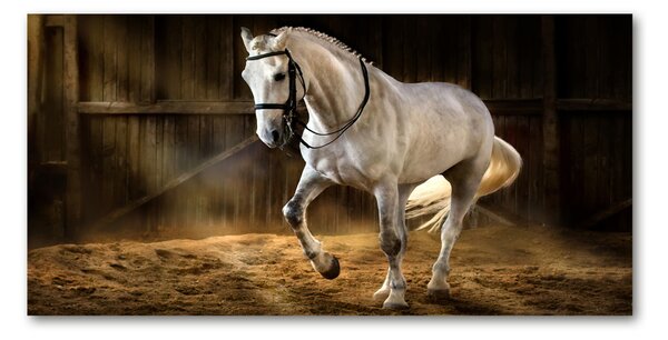 Moderný foto obraz na stenu Biely kôň v stajni