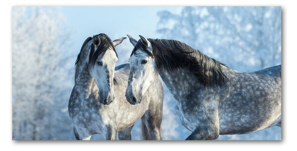 Fotoobraz na skle Zima sivý kôň osh-116887257