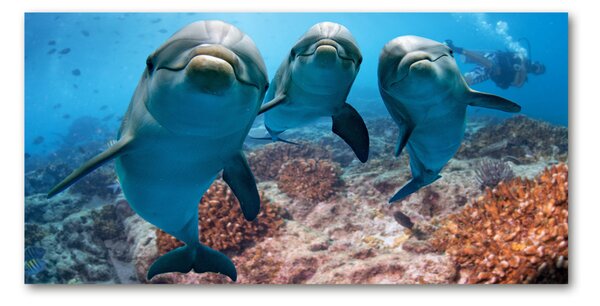 Foto obraz sklo tvrzené delfínmi osh-119968154