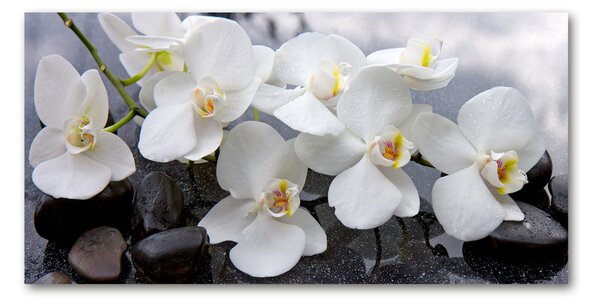 Foto obraz sklenený horizontálny orchidea osh-143985624