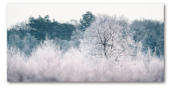 Foto obraz sklo tvrzené stromy zimou osh-142936706