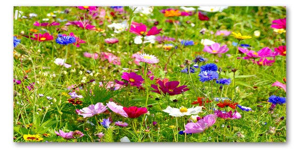 Fotoobraz na skle Plolní kvety osh-169402975
