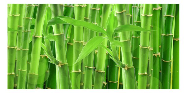 Fotoobraz na skle bambusy osh-36350386