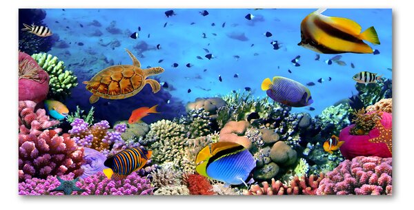 Fotoobraz na skle koralový útes osh-35544351
