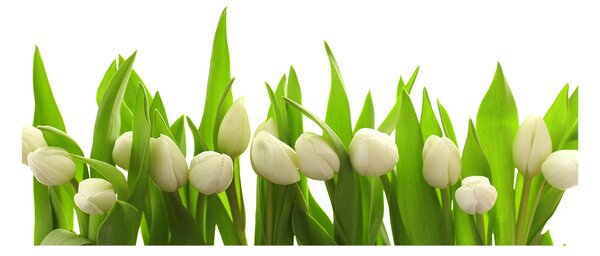 Foto obraz sklo tvrzené biele tulipány osh-40774643