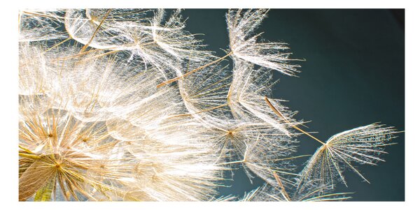 Foto obraz sklenený horizontálny semeno púpavy