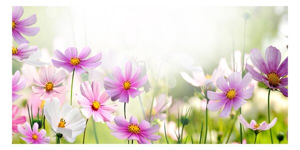 Foto obraz sklo tvrzené Kvety na lúke osh-49015861