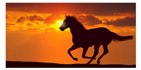 Foto obraz sklo tvrzené Kôň západ slnka osh-53365535