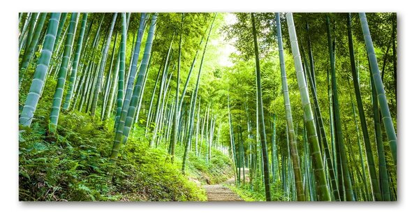 Foto obraz sklenený horizontálny bambusový les
