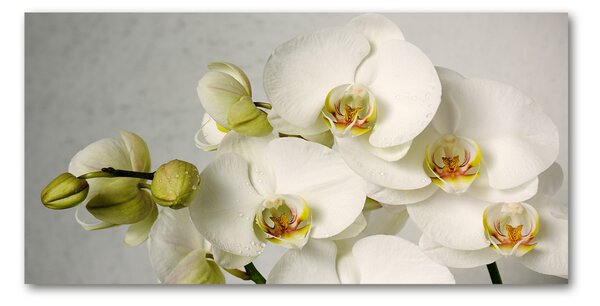 Fotoobraz na skle biela orchidea osh-67521473