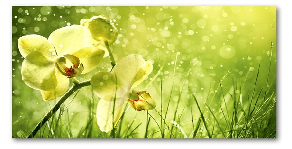 Foto obraz sklenený horizontálny orchidea osh-79420642