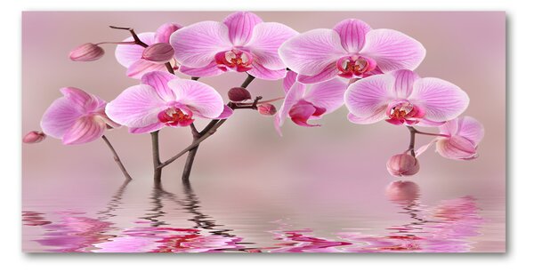 Moderný foto obraz na stenu ružová orchidea osh-79883275