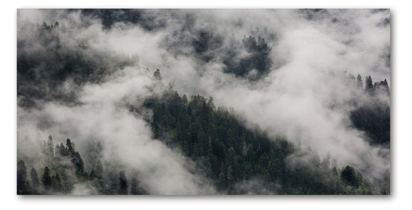 Foto obraz sklo tvrzené Hmla nad lesom osh-92103415