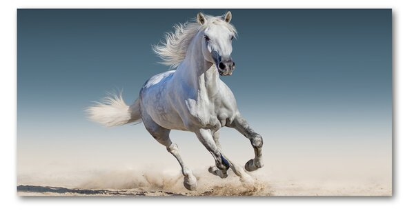 Foto-obraz na skle horizontálne Biely kôň v cvale