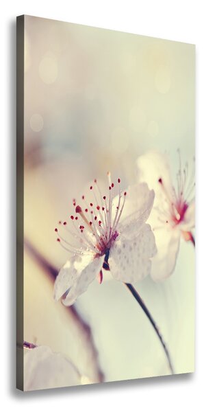Vertikálny foto obraz canvas Kvety višne ocv-102906126