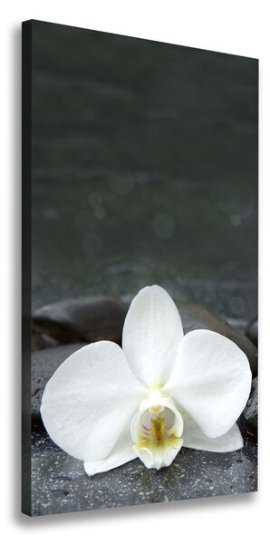 Vertikálny foto obraz na plátne Orchidea kamene