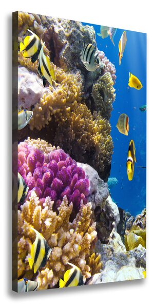 Vertikálny foto obraz canvas Koralový útes ocv-36026012