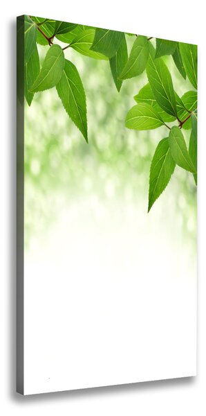 Vertikálny foto obraz na plátne Zelené lístie
