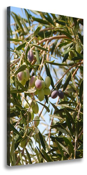 Vertikálny foto obraz na plátne Olivy na strome