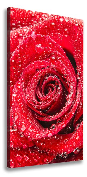 Vertikálny foto obraz na plátne Červená ruža