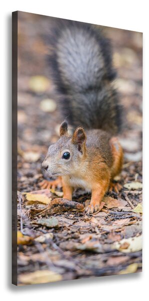 Vertikálny foto obraz na plátne Veverička v lese