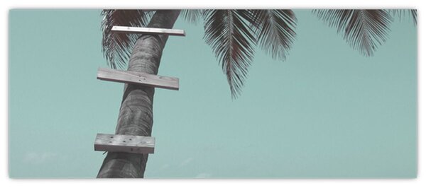 Obraz - Palma v Karibiku (120x50 cm)
