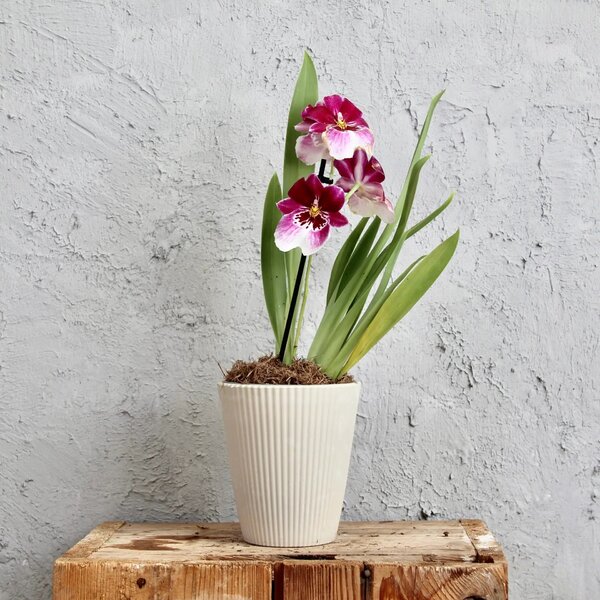 Plastový kvetináč orchid sivý Ø 12 cm
