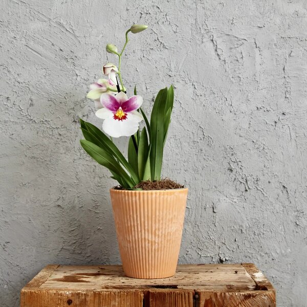 Plastový kvetináč orchid žltý Ø 12 cm